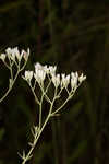 Recurved eupatorium